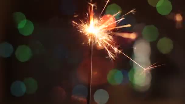 Festive Scintillant Sparkle Bengal — Stock Video