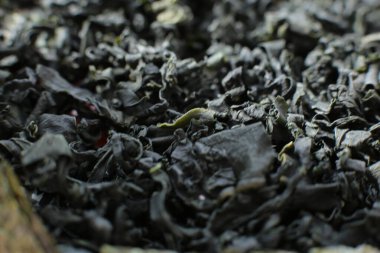 Makro fotoğraf arkaplanı Wakame yosunu