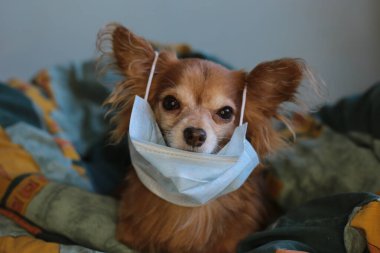 Kızıl saçlı, tıbbi maskeli küçük köpek chihuahua kendini virüsten korur.