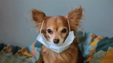 Kızıl saçlı, tıbbi maskeli küçük köpek chihuahua kendini virüsten korur.