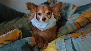 Kızıl saçlı, tıbbi maskeli küçük köpek chihuahua kendini virüsten korur.