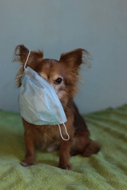 Kızıl saçlı, tıbbi maskeli küçük köpek chihuahua kendini virüsten korur.