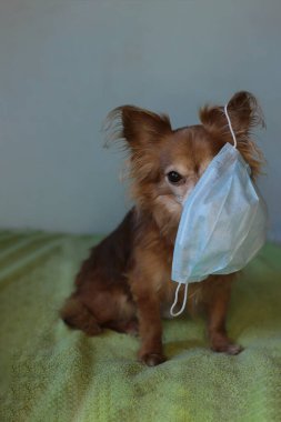 Kızıl saçlı, tıbbi maskeli küçük köpek chihuahua kendini virüsten korur.