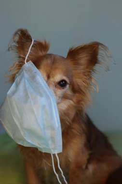 Kızıl saçlı, tıbbi maskeli küçük köpek chihuahua kendini virüsten korur.