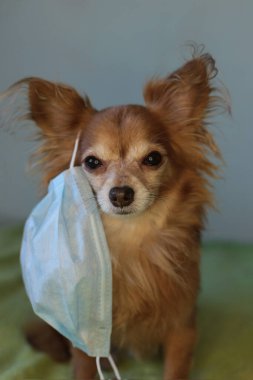 Kızıl saçlı, tıbbi maskeli küçük köpek chihuahua kendini virüsten korur.