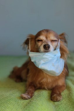 Kızıl saçlı, tıbbi maskeli küçük köpek chihuahua kendini virüsten korur.