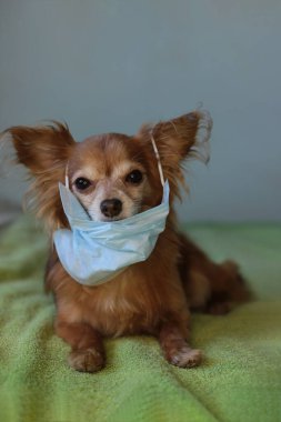 Kızıl saçlı, tıbbi maskeli küçük köpek chihuahua kendini virüsten korur.
