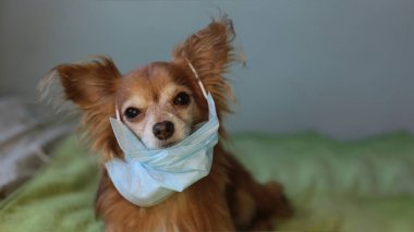 Kızıl saçlı, tıbbi maskeli küçük köpek chihuahua kendini virüsten korur.