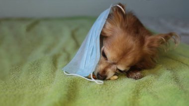 Kızıl saçlı, tıbbi maskeli küçük köpek chihuahua kendini virüsten korur.