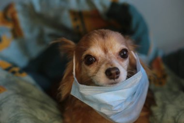 Kızıl saçlı, tıbbi maskeli küçük köpek chihuahua kendini virüsten korur.