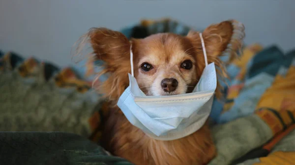 Kızıl saçlı, tıbbi maskeli küçük köpek chihuahua kendini virüsten korur.