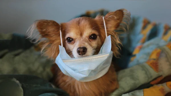 playful ginger little dog chihuahua in a medical mask protects himself from the virus