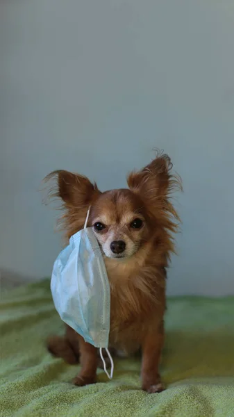 Playful Ginger Little Dog Chihuahua Medical Mask Protects Himself Virus — Stock Photo, Image