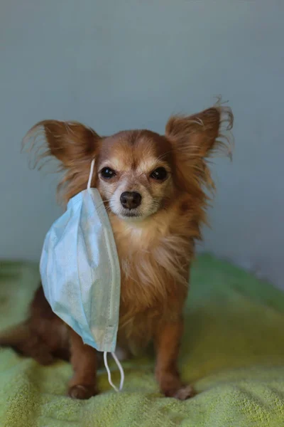 playful ginger little dog chihuahua in a medical mask protects himself from the virus