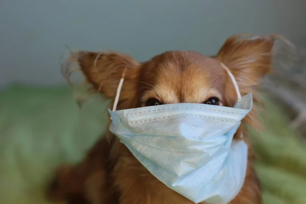 Kızıl saçlı, tıbbi maskeli küçük köpek chihuahua kendini virüsten korur.