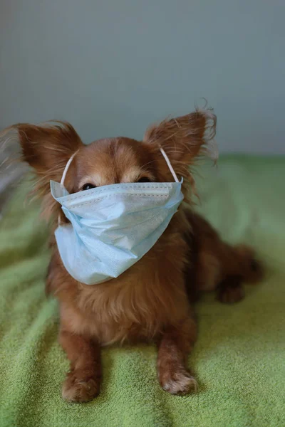 医療用マスクで遊び心のある生姜の小さな犬Chihuahuaは ウイルスから身を守る — ストック写真