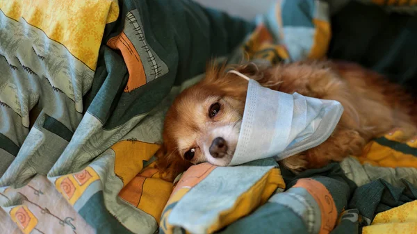 Kızıl saçlı, tıbbi maskeli küçük köpek chihuahua kendini virüsten korur.