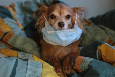 Kızıl saçlı, tıbbi maskeli küçük köpek chihuahua kendini virüsten korur.