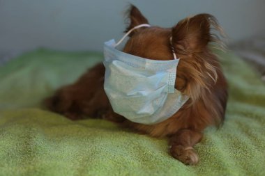 Kızıl saçlı, tıbbi maskeli küçük köpek chihuahua kendini virüsten korur.