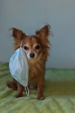Kızıl saçlı, tıbbi maskeli küçük köpek chihuahua kendini virüsten korur.