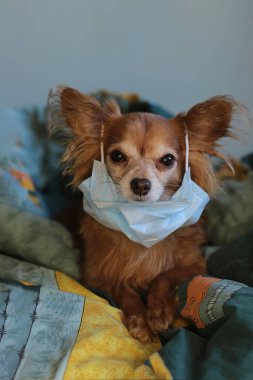 Kızıl saçlı, tıbbi maskeli küçük köpek chihuahua kendini virüsten korur.