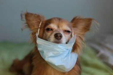 Kızıl saçlı, tıbbi maskeli küçük köpek chihuahua kendini virüsten korur.