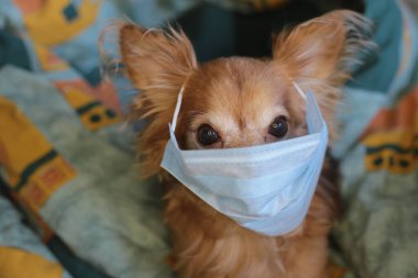 Kızıl saçlı, tıbbi maskeli küçük köpek chihuahua kendini virüsten korur.
