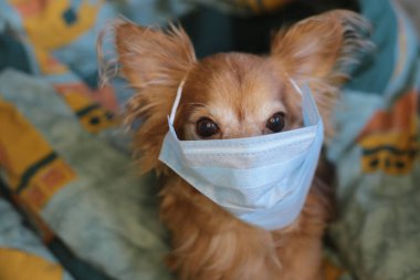 Kızıl saçlı, tıbbi maskeli küçük köpek chihuahua kendini virüsten korur.