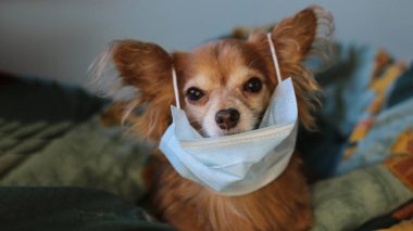 Kızıl saçlı, tıbbi maskeli küçük köpek chihuahua kendini virüsten korur.