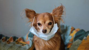 Kızıl saçlı, tıbbi maskeli küçük köpek chihuahua kendini virüsten korur.