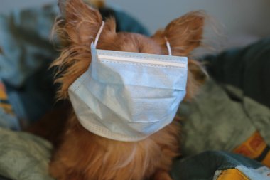 Kızıl saçlı, tıbbi maskeli küçük köpek chihuahua kendini virüsten korur.