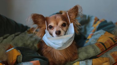 Kızıl saçlı, tıbbi maskeli küçük köpek chihuahua kendini virüsten korur.