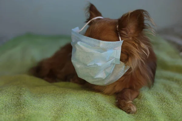 Hravý Zázvor Malý Pes Čivava Lékařské Masce Chrání Před Virem — Stock fotografie