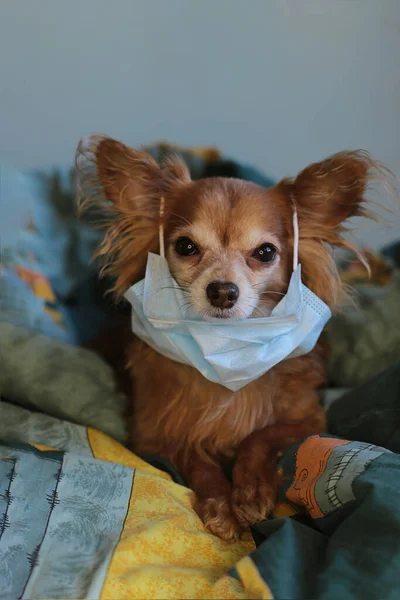 playful ginger little dog chihuahua in a medical mask protects himself from the virus