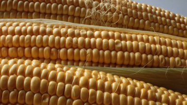 Makro fotoğraf sulu olgun mısır vejetaryen yemeği