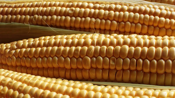 Macro Foto Suculento Milho Maduro Comida Vegetariana — Fotografia de Stock