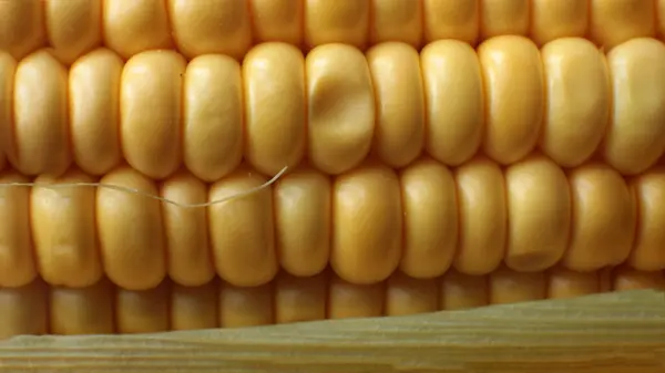 Makró Fotó Lédús Érett Kukorica Vegetáriánus Élelmiszer — Stock Fotó