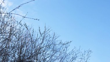 küçük tomurcukları olan çıplak ağaç dalları mavi gökyüzü doğal bahar arkaplanı