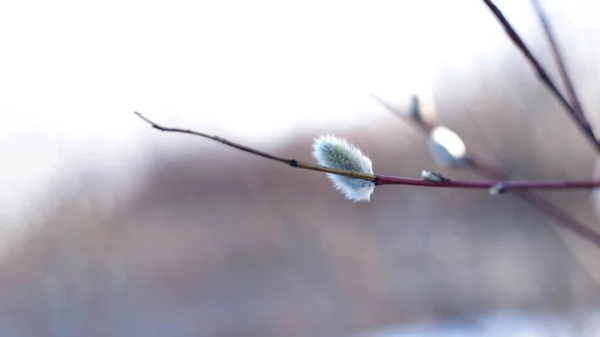 매크로 사진작은 꽃봉오리푸른 하늘을 배경으로 가지들 — 스톡 사진