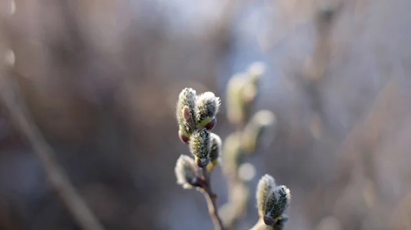 マクロ写真裸の木の枝小さな蕾青い空天然春の背景 — ストック写真