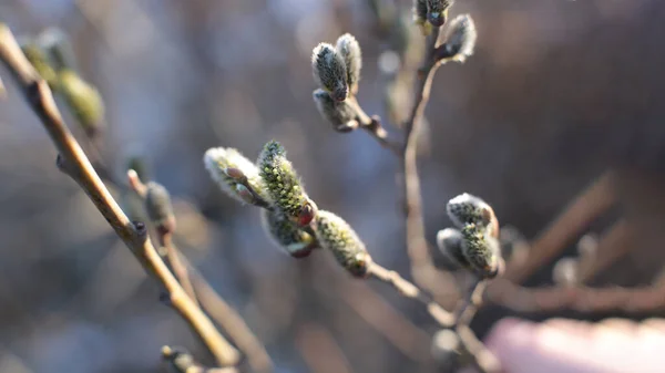 Macro Photo Branches Arbres Nus Avec Petits Bourgeons Ciel Bleu — Photo