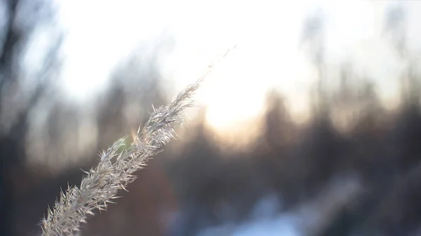 Makro Foto Nackte Äste Mit Kleinen Knospen Blauer Himmel Natürliche — Stockfoto