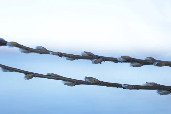 Makro Foto Bar Träd Grenar Med Små Knoppar Blå Himmel — Stockfoto