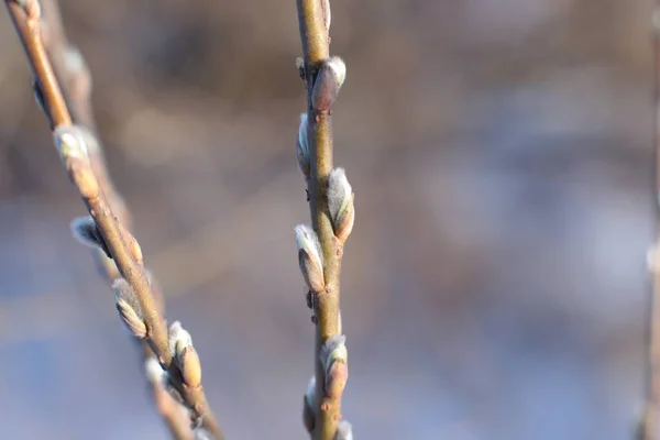 Makro Foto Bar Träd Grenar Med Små Knoppar Blå Himmel — Stockfoto