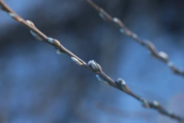 Macro Foto Galhos Árvore Nua Com Pequenos Botões Céu Azul — Fotografia de Stock