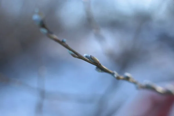 大型光秃秃的树枝 小芽蓝天 自然的春天背景 — 图库照片