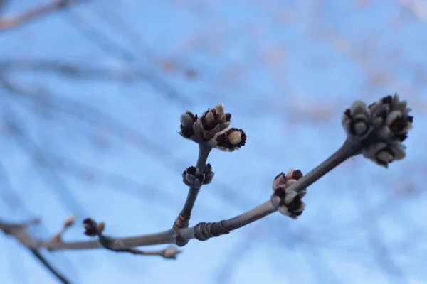 Macro Foto Galhos Árvore Nua Com Pequenos Botões Céu Azul — Fotografia de Stock