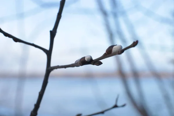 大型光秃秃的树枝 小芽蓝天 自然的春天背景 — 图库照片