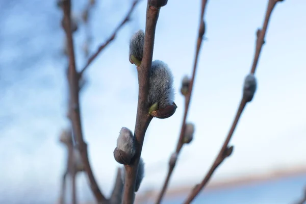 Macro Photo Branches Arbres Nus Avec Petits Bourgeons Ciel Bleu — Photo