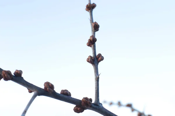 Macro Photo Bare Tree Branches Small Buds Blue Sky Natural — Stock Photo, Image